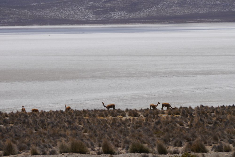 Guanaco