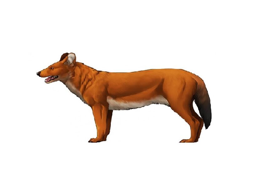 lis