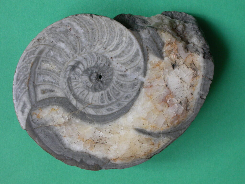 Muzeum Geologiczne