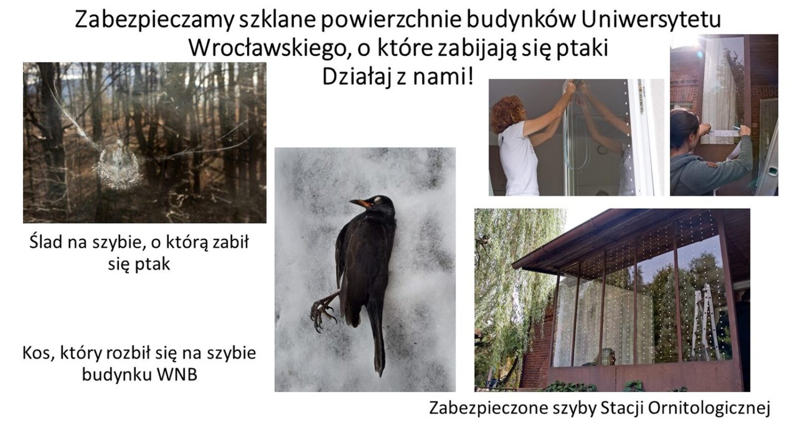 Plakat projektu Uniwersytet przyjazny ptakom