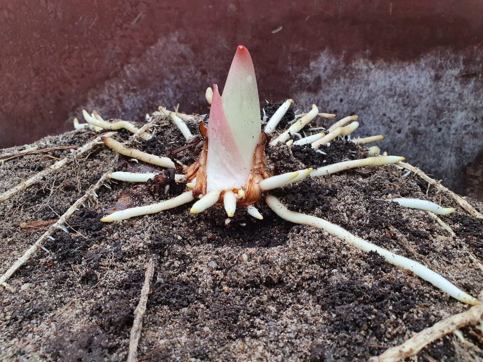 roślina w ogrodzie botanicznym