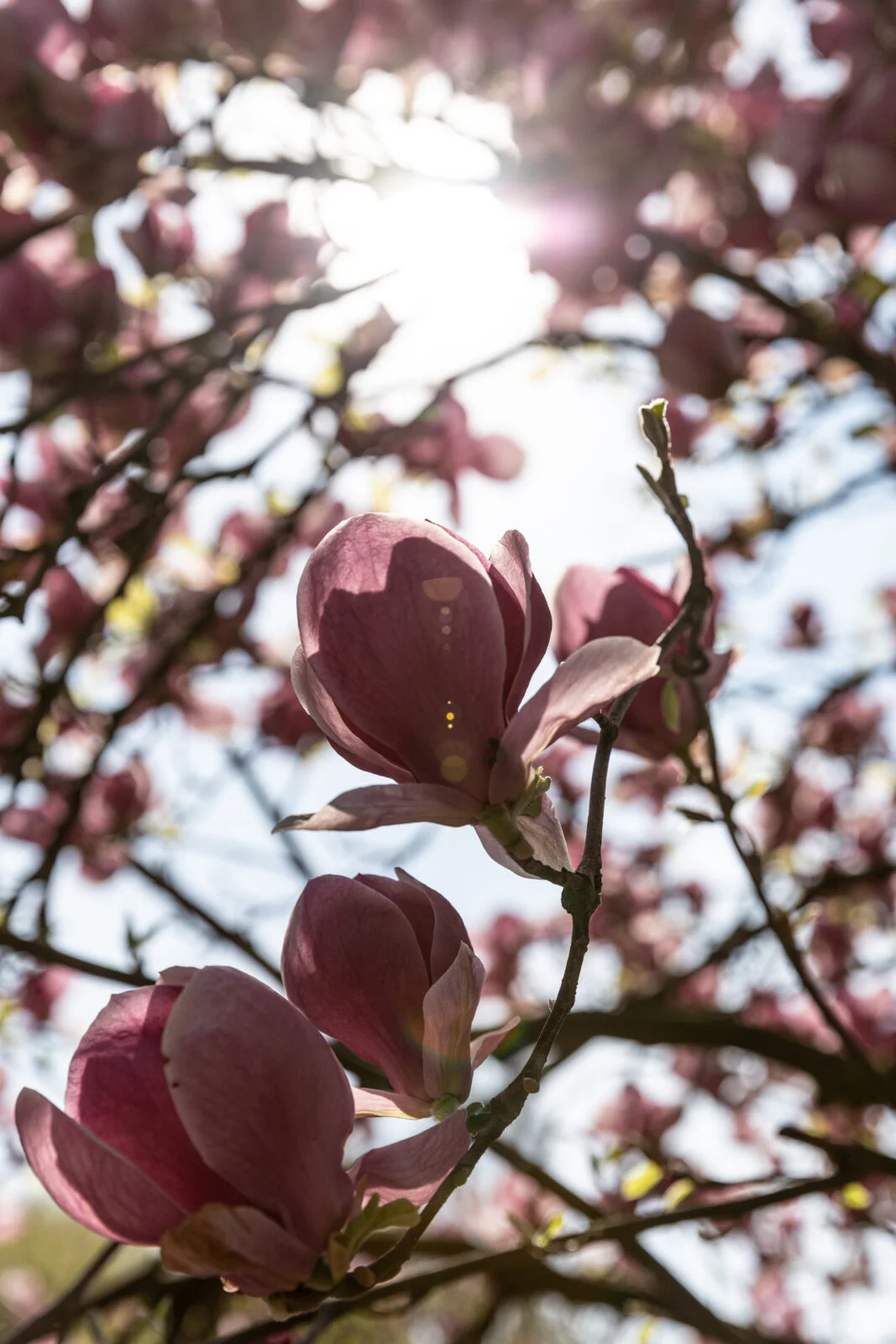 Światło słoneczne przechodzące przez liście i kwiaty magnolii