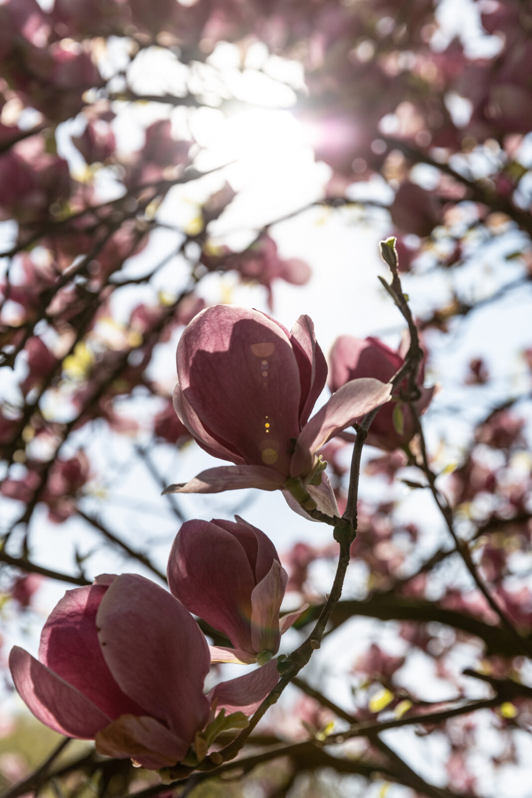światło słoneczna przechodzące przez liście i kwiaty magnolii