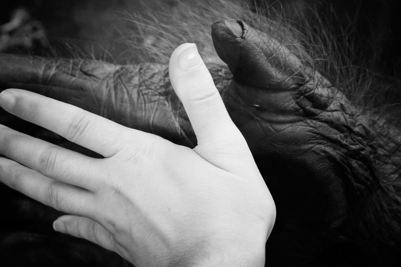 Hands between nature and culture