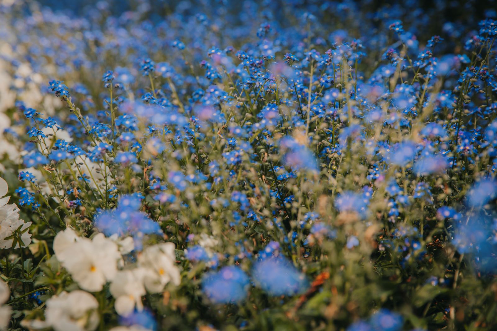 2023_ogród botaniczny_maj_fot. Dominika Hull-001