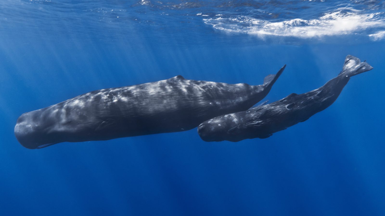 Samica kaszalota spermacetowego z młodym (Physeter macrocephalus)
