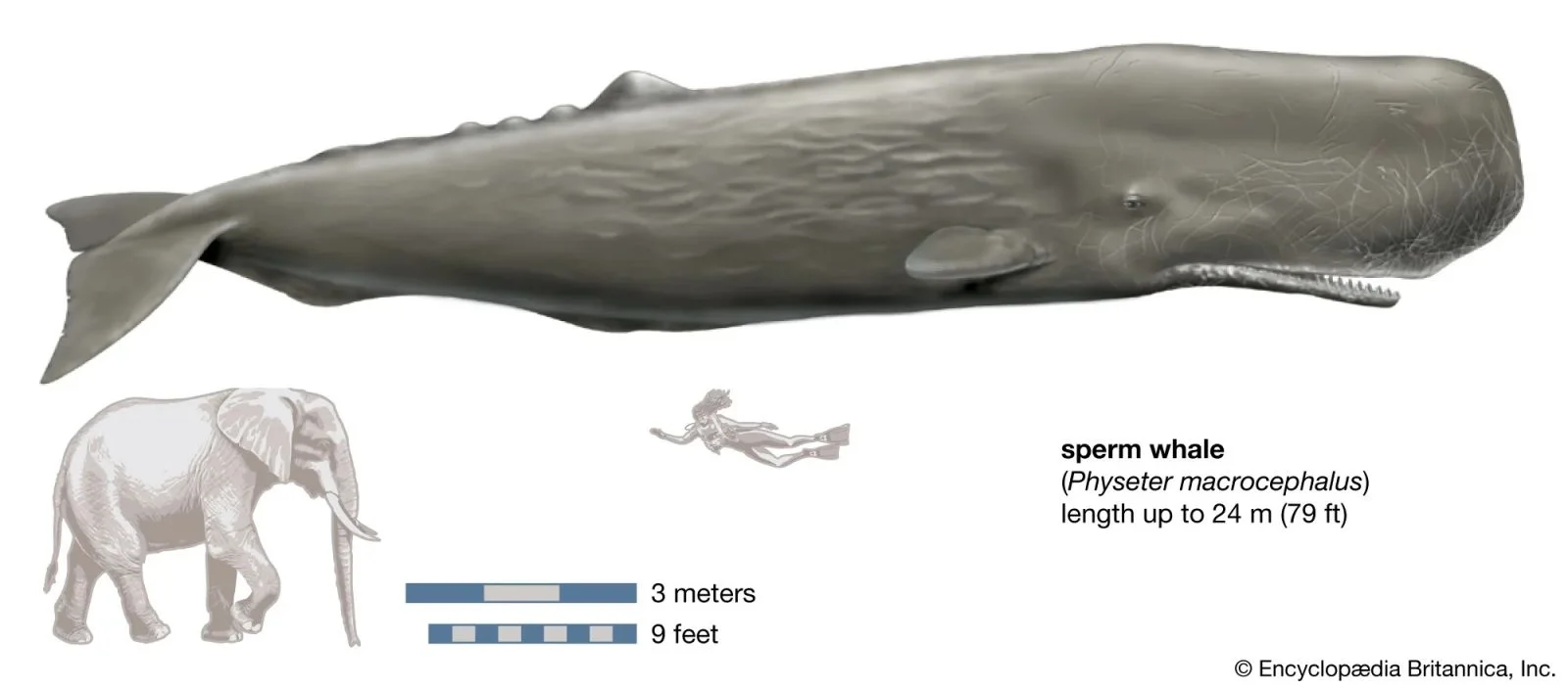 Kaszalot spermacetowy w porównaniu z człowiekiem i słoniem afrykańskich (źródło: https://www.britannica.com/animal/sperm-whale)