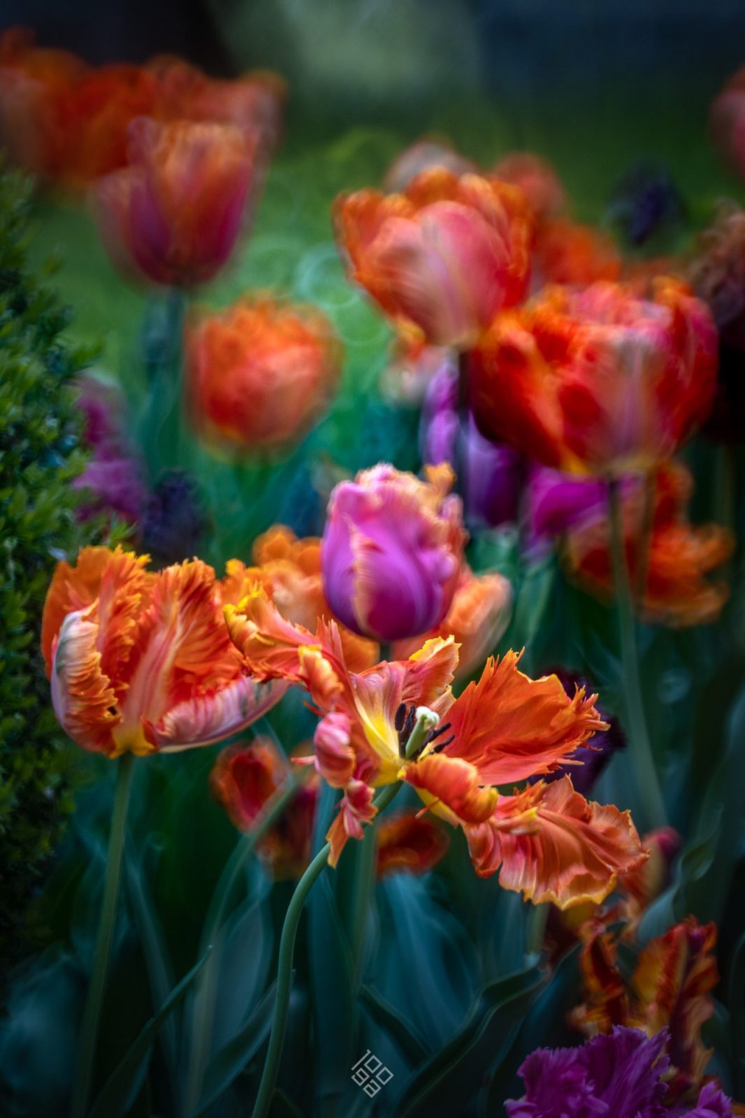 tulipany