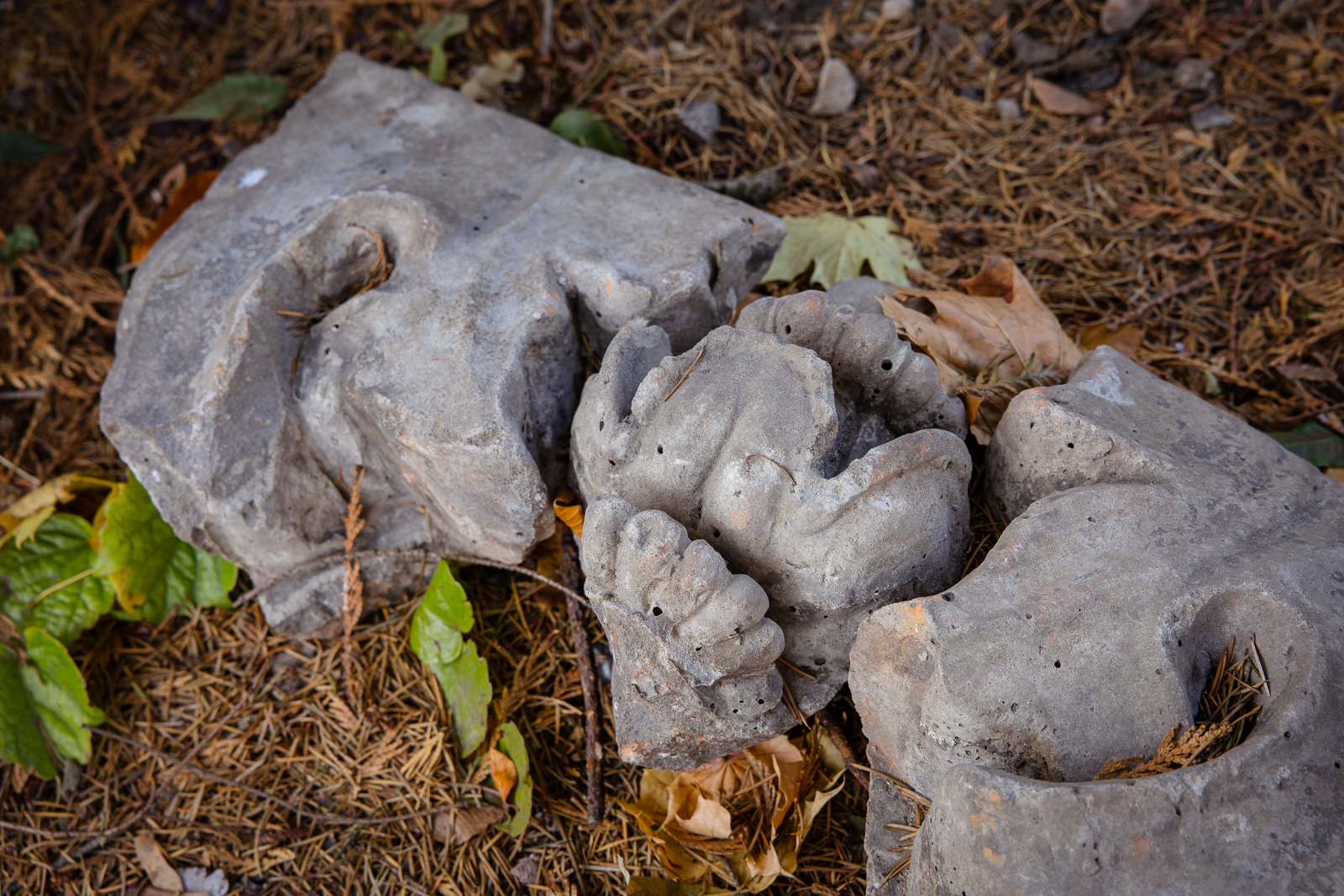 Ogród Botaniczny cmentarz
