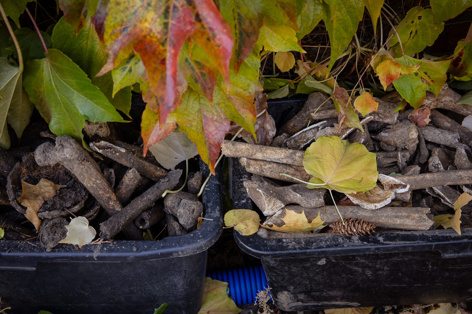 Ogród Botaniczny cmentarz