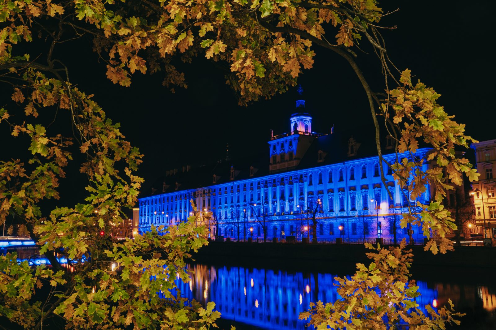 Gmach główny Uniwersytetu Wrocławskiego w nocnej scenerii, rozjarzony niebieskim światłem. Pierwszy plan stanowią złote, jesienne liście dębu, za którymi rozpościera się widok na budynek oraz rzekę Odrę.