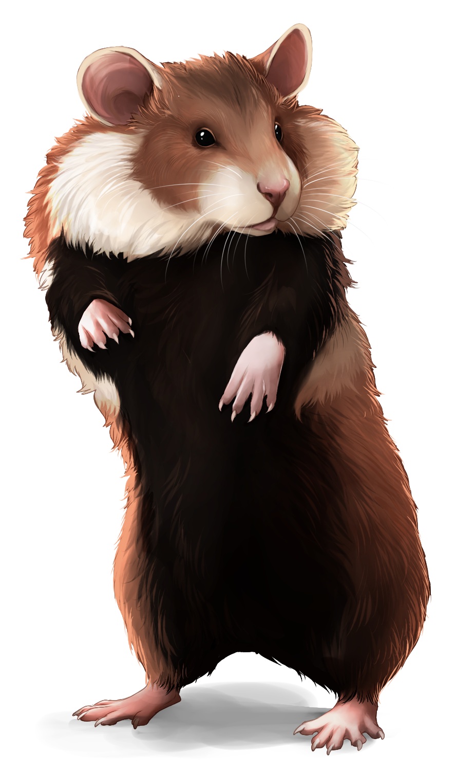 rysunek chomika europejskiego