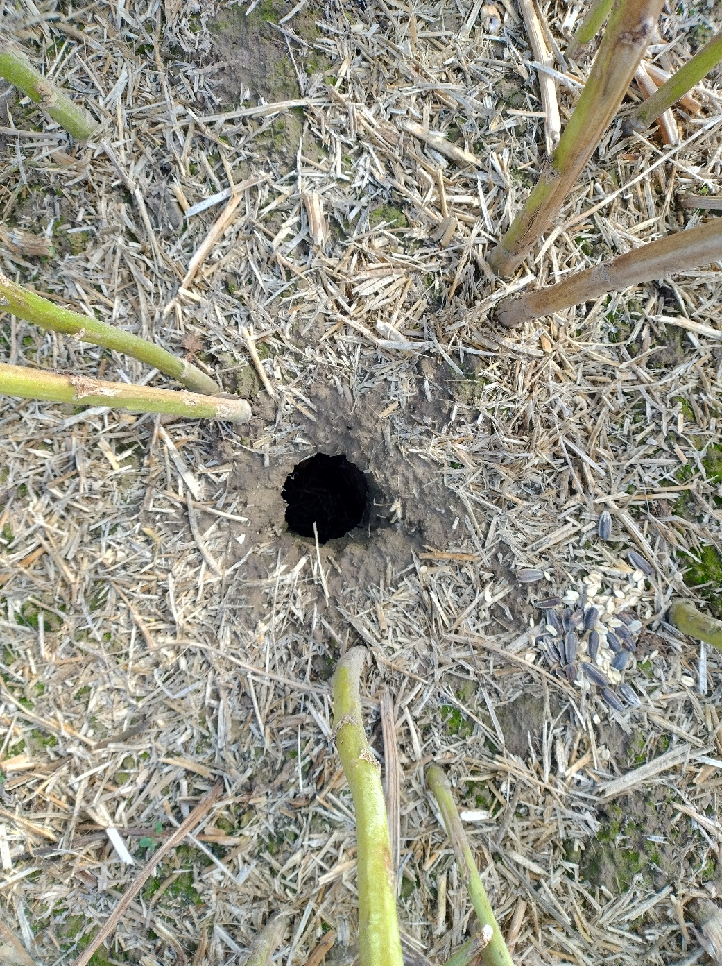 Otwór w ziemi, wokół niego łodygi roślin, suche źdźbła traw