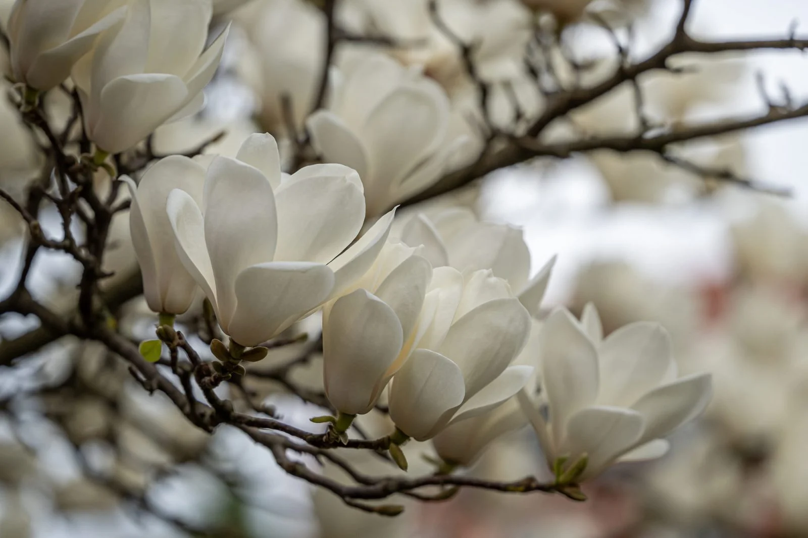 Ogród Botaniczny UWr