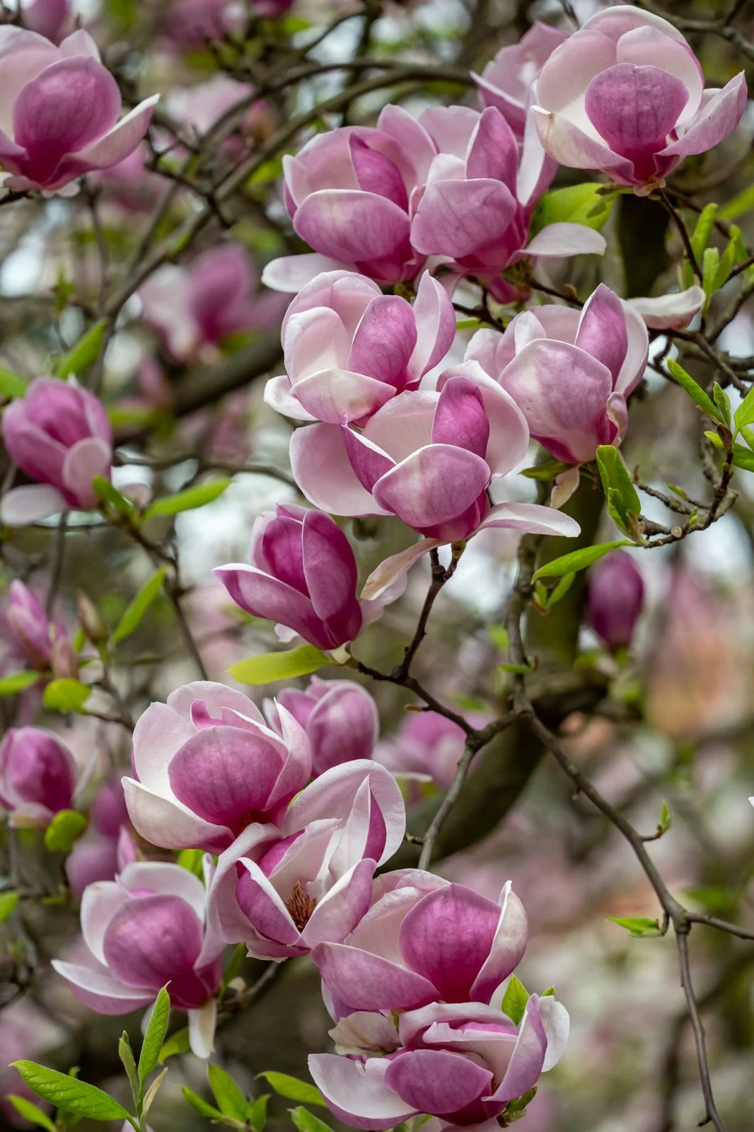 Ogród Botaniczny UWr