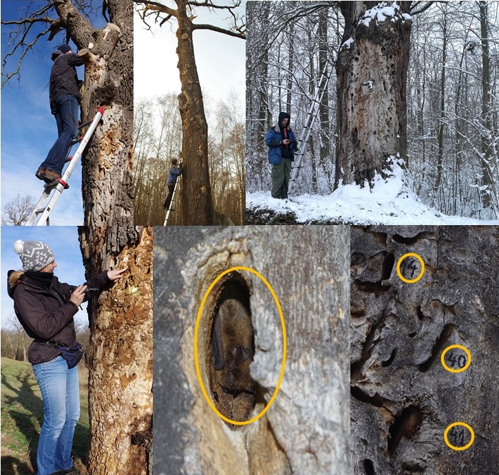 Kolaż kilku zdjęć przedstawiających nietoperze zimujące w dziuplach drzew