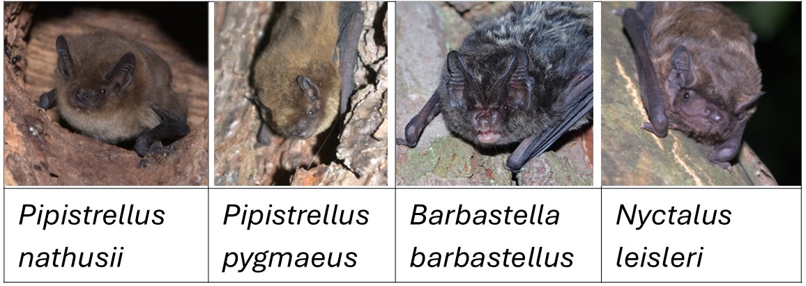 Cztery zdjęcia nietoperzy w dziuplach drzew.